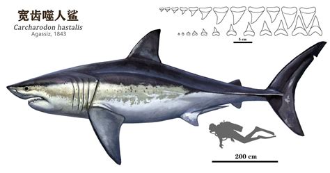 carcharodon hastalis.